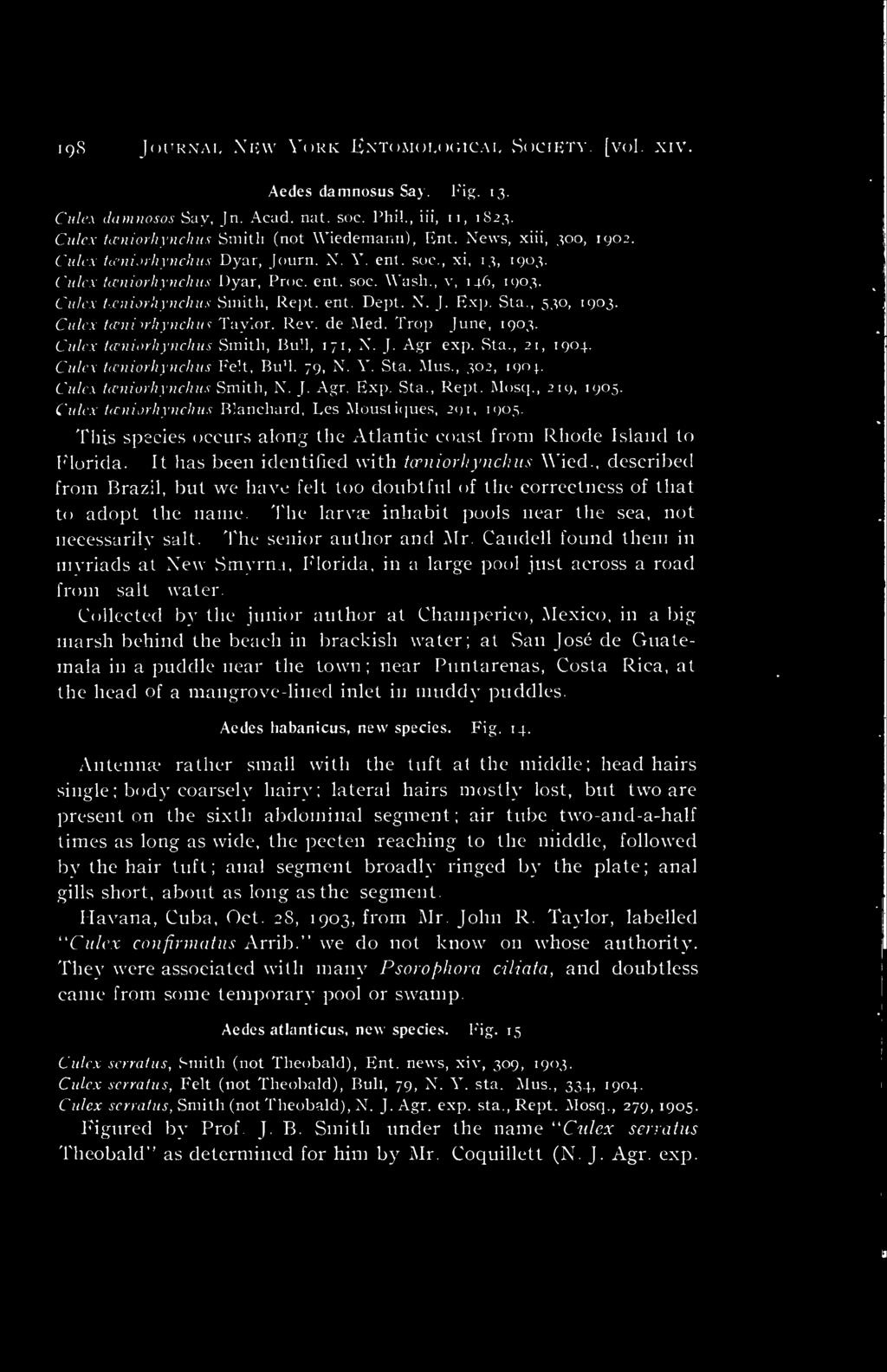 J. Exp. Sta., 530, 1903. Culex toeniorhynchus Taylor. Rev. de Med. Trop June, 1903. Culex tceniorhynchus Smith, Bull, 171, X. J. Agr exp. Sta., 21, 1904. Culex tceniorhynchus Felt, BuH. 79, N. Y. Sta. Mus.