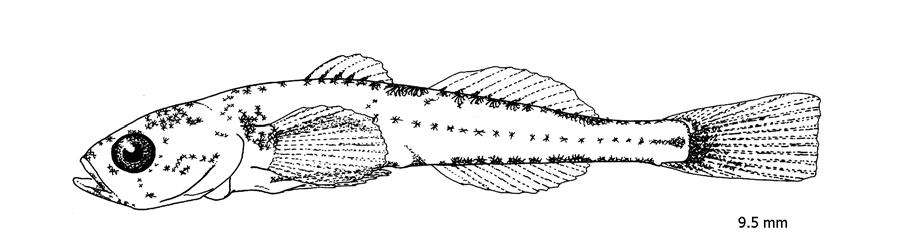 GOBIIDAE Gobius niger Linnaeus, 1758 Plate 72- Early life