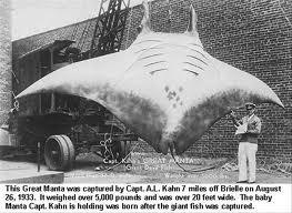 Manta ray 8 m 3 tonnes