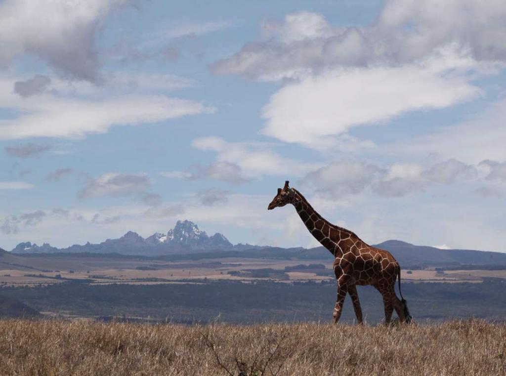 The Lewa Wildlife Conservancy is hosting The Young Conservationist Internship Program Helping
