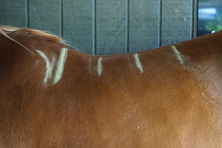 Locate a firm and flat surface where the horse can stand while being measured.