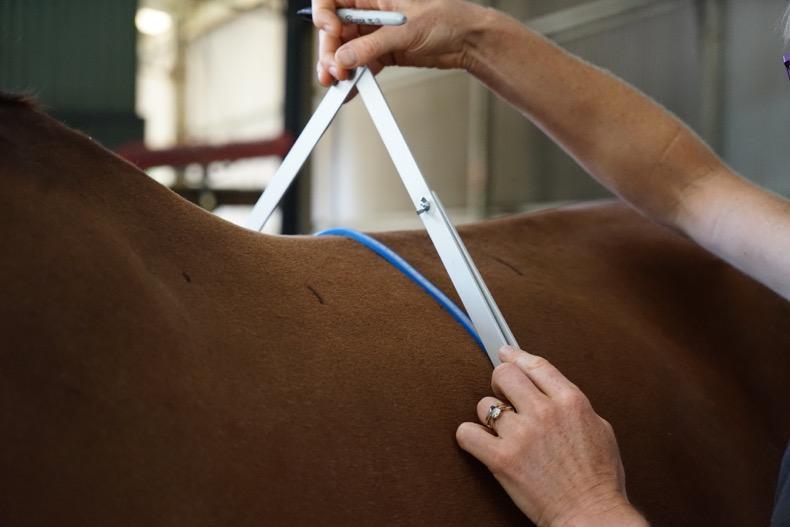 You will be measuring the horse in a static/resting position, but when the horse gathers itself to move, the back elevates slightly and may also widen slightly at this point and at the base of the