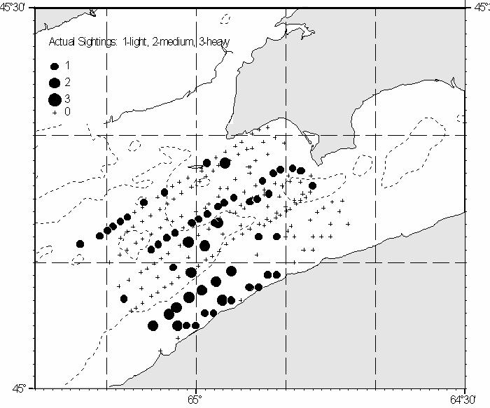 Figure 6. Summary of the Scots Bay July 31, 2003 spawning ground survey transects and the observed distribution of herring. 120 100 Mean Length = 28.