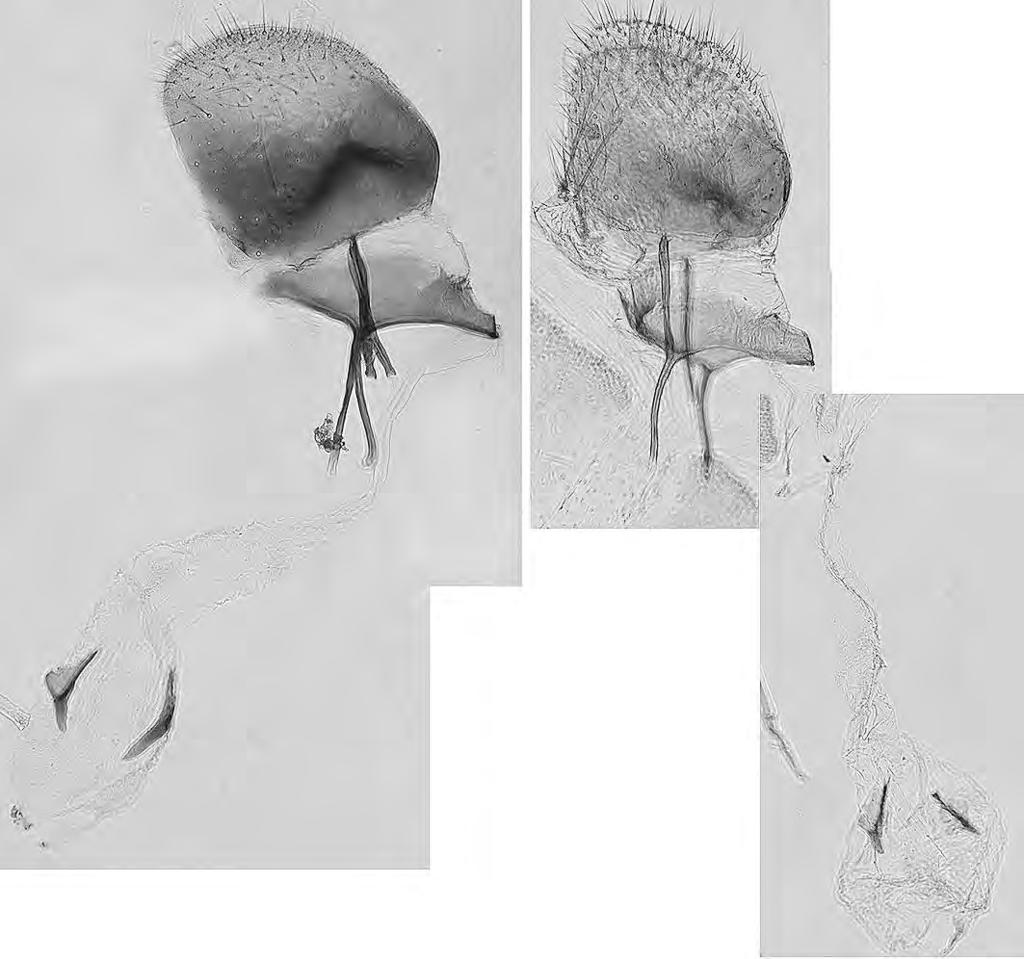 SAKAMAKI: Apatetris from Japan 19 18 Figs. 18-19. Apatetris female genitalia in lateral view. 18, A. elymicola; 19, A. kinkerella.