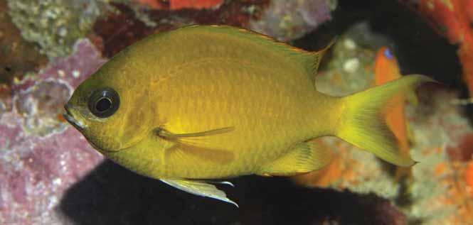 Chromis xouthos, a new species of damselfish (Pomacentridae) from the East Andaman Sea and Central Indian Ocean Table I.