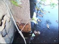 The second bridge inspected was in a swampy area with a maximum water depth of 2 feet (2 feet or 20 feet see below) around the piles, as seen in Figure16b.