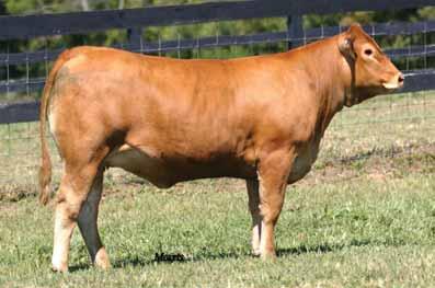 lenape aphid cow family ENGD WILD STORM 911W Fullblood (100/100.0) cow Homozygous Polled Red 802.13.