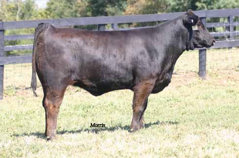 mags river wild cow family ENGD WATER FALL 916W PB Limousin (100/89.8) cow Homozygous Polled Het Black ENGD 916W NPF 1933031 1402.15.