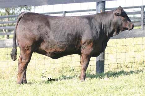 She made her mark has being one of the very first big time fullblood females ever produced at Harvey Limousin. She was named after the recently deceased Laura Harvey.