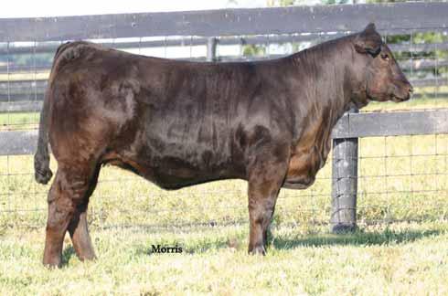 Laura s accent cow family ENGD WONDERFUL ACCENT 9922 PB Limousin (100/94.7) cow Polled Black ENGD 9922W NPF 1955848 1709.29.