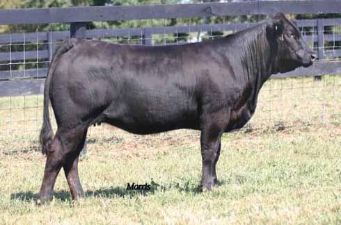LABORIEUSE TEXS STAR GOLLY COLORADO 150 TEXS STAR GABRIELLA This Laura s Accent daughter sired by GPFF Blaque Rulon is a powerhouse! She posted a 98 for yearling weight, 21 for milk,.