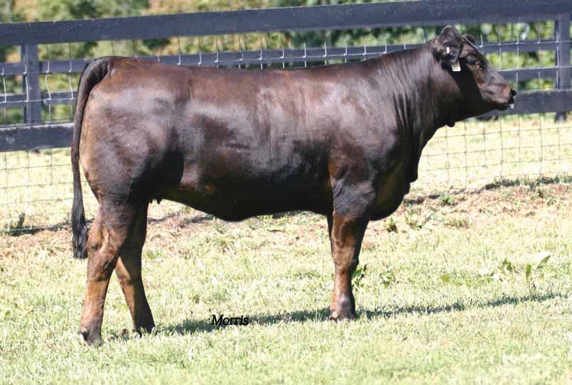 Laura s accent/wulf s shop talk daughters ENGD BPPB MISS 9913W PB Limousin (100/94.7) cow Polled Black ENGD 9913W NPF 1955845 1904.14.