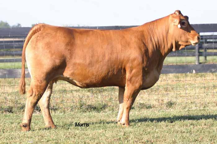 Fullblood, outcross Laura s accent daughters ENGD TOBE S ACCENT 401T Fullblood (100/100.0) cow Horned Red ENGD 401T NFF 1893642 2203.21.