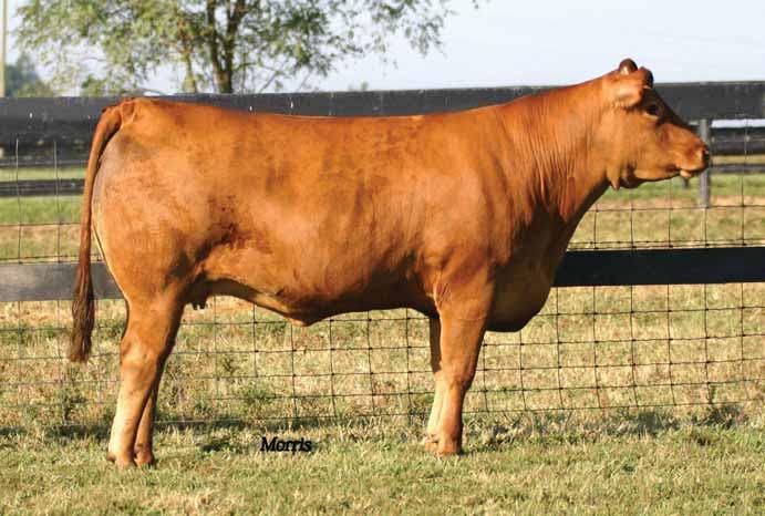 sogf amber krug cow family FNGC MEDALLIONS LADY 758 Fullblood (100/100.0) cow Polled Red FNGC 758T NFF 1885997 2404.01.