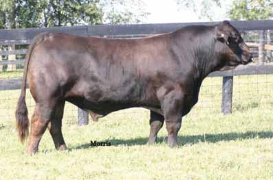 Reference sires WULF S UPGRADE 0500U PB Limousin (100/90.1) bull Homo Polled Black A09.04.
