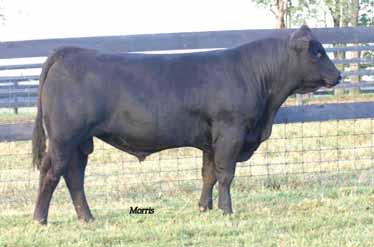 15 15 The breed s most recognized Homozygous polled fullbloods. KYLD DAYTONA 730T % Limousin (87/77.6) bull Homo Polled Het Black E05.15.07 KYLD 730T NXM 1878583 GPFF BLAQUE RULON BLACK DIAMOND KRVN