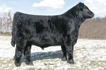 B & L BLACKBIRD LADY 4098 EPDs 8 1.1 43 86 21 3 0.6 - - 8 0.32 0.18-0.08 39 28 42 24 19 15 25 P - - P P P P Homozygous polled purebred sire of prominence. WULFS WELL SUITED W709 Lim-Flex (75/66.