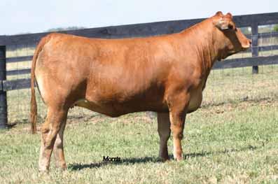 EAFF gold amphora 422n cow family ENGD WYNONA 915W Fullblood (100/100.0) cow Double Polled Red ENGD 915W NFF 1933030 2702.14.