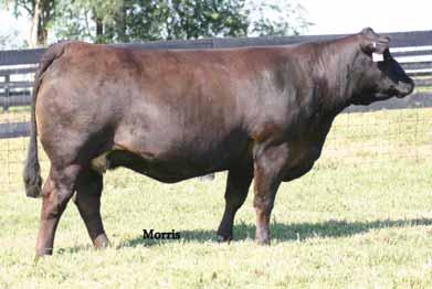 LKCC SMITH CATTLE 532P B1 OF SUNNYSLOPE PDC B1 GOLDENVIEW UPLANDS EPDs 8-0.9 40 72 20 3 0.4 16-19 0.50-0.09-0.04 41 28 40 32 26 29 25 17 P - 41 37 37 37 Will calve before the sale to Wulf s Sirloin.