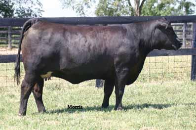 Fall Pairs COLE MISS PUREPOWER 790T PB Limousin (100/88.2) cow Double Polled Het Black COLE 90T NPF 1884702 3803.05.