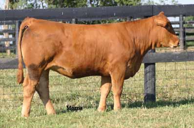 FACTOR OAKF 109R EPDs -3 5.7 59 95 19-2 0.3 18-2 27 0.83-0.26-0.11 46 30 40 34 27 31 28 22 P 27 43 40 40 39 Will calve before the sale to EAFF Medallion.