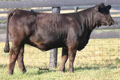 Those EPD s consist of a 59 for weaning weight, a 95 for yearling EPD and a.83 for REA. Fall opens ENGD LUVLY 9106W PB Limousin (100/90.6) cow Het Polled Red ENGD 9106W NPF 1956107 4308.28.