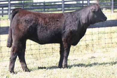 Spring Opens ENGD X-FACTOR 023X PB Limousin (94/83.2) cow Double Polled Double Black ENGD 023X NPF 1955427 4503.01.