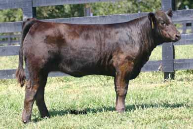 She is double black and double polled and out of a solid producing TNUH Blue Print 245H daughter.