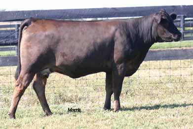 Spring Split Heifer Pairs TASF URI 218U PB Limousin (87/78.4) cow Het Polled Homo Black TASF 218U NPF 1910285