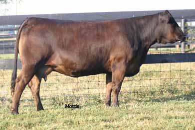 HB CANDICE 182P PB Limousin (100/88.4) cow Double Polled Black HBBH 182P NPF 1791181 5009.08.