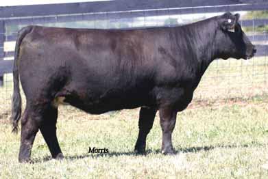 FREEDS WHY NOT Lim-Flex (25/22.1) cow Double Polled Double Black JONF 19W LFF 1945994 5301.03.