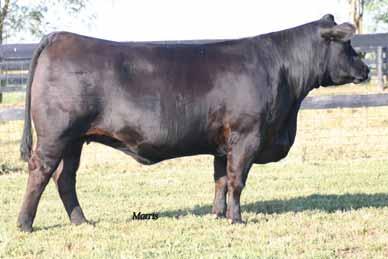 spring calving cows COLE MISS PUREPOWER 725T PB Limousin (100/88.5) cow Double Polled Het Black COLE 25T NFF 1884574 6802.19.