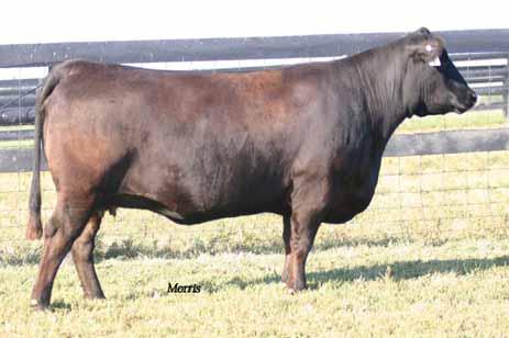 High Maternal and high marbling donor SSTO SADIE 6854S Lim-Flex (50/45.4) cow Homozygous Polled Double Black 310.11.