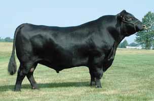 When in lactation she formed a beautiful udder and still maintained her flesh while nursing her last calf. She has a breed leading set of epd's with a 111 for yearling weight, 32 for milk,.52 for MTI.