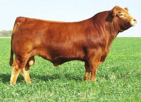 83 %RNK 15 10 60 60 20 10 20 35 15 70 45 30 45 45 Proven calving ease in a stylish, correct phenotype Exciting pedigree that blends two of our most influential donor matrons, Wulfs Myrlene 2332M and