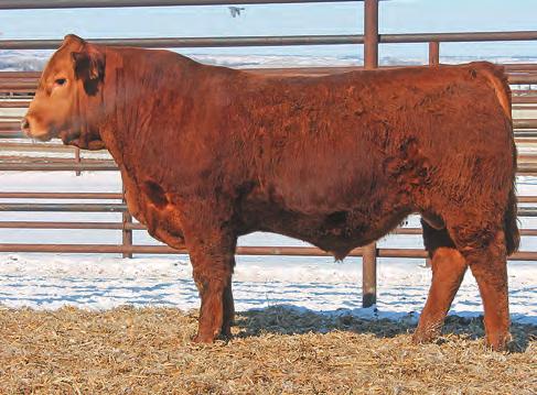 00 %RNK 35 25 4 10 40 1 20 20 20 30 20 35 45 30 High performing, calving ease prospect CED of +10 coupled with a -0.