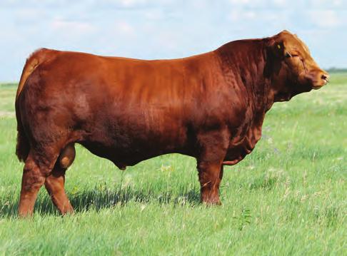 38 %RNK 25 25 20 35 10 5 50 10 60 60 1 30 30 25 Outlier for carcass excellence ranking in the top 1% for RE Extreme calving ease and low birth make him a great choice on heifers Maternal brother to