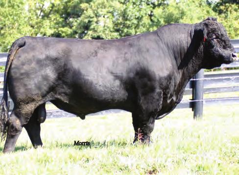 93 %RNK 35 25 60 65 15 20 85 20 25 75 15 80 55 65 Great numbered prospect with calving ease sires in his pedigree for the last three generations.