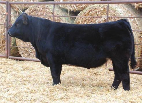 Pen of 3 Proven calving ease making him a great choice for heifers Outcross pedigree in a homo black, homo polled package $30 WULFS Abe Y510A PB(100/88.