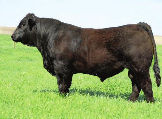 99 %RNK 20 20 10 15 30 30 45 3 4 35 5 50 25 15 Homo black, homo polled and bred for balance Great choice for siring feeders or replacements $30 Co-owned Ron Holty, Spring Grove, MN WULFS Yosemite