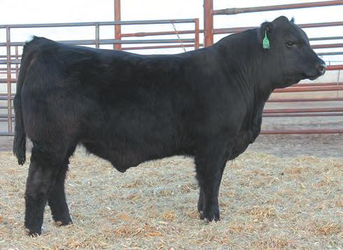 75 %RNK 2 4 >95 90 10 2 10 10 15 95 >95 60 55 80 Fresh pedigreed, massive structured bull that is expansive in his rib cage Ranks in the top 25% of the breed for 8 economically relevant traits