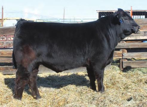 18 %RNK 80 95 15 35 3 85 90 10 35 35 1 10 45 30 $70,000 top seller of the 2016 Opportunity Sale Top 1% for RE EPD Dam is one of the most powerful herd bull producer that any breed has ever known.