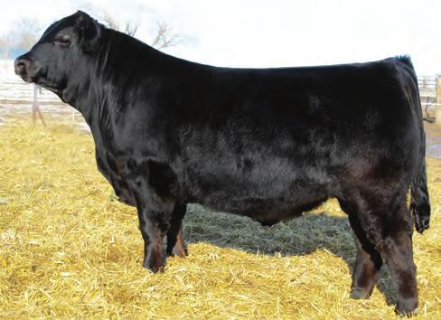 67 %RNK 25 40 10 20 90 1 75 25 40 30 90 70 35 25 Standout presence in this year s WZRK sale offering Exceptional phenotype Predictable pedigree for performance Co-owned with