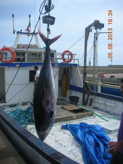 Figure 3. Operations weighing whole tuna.