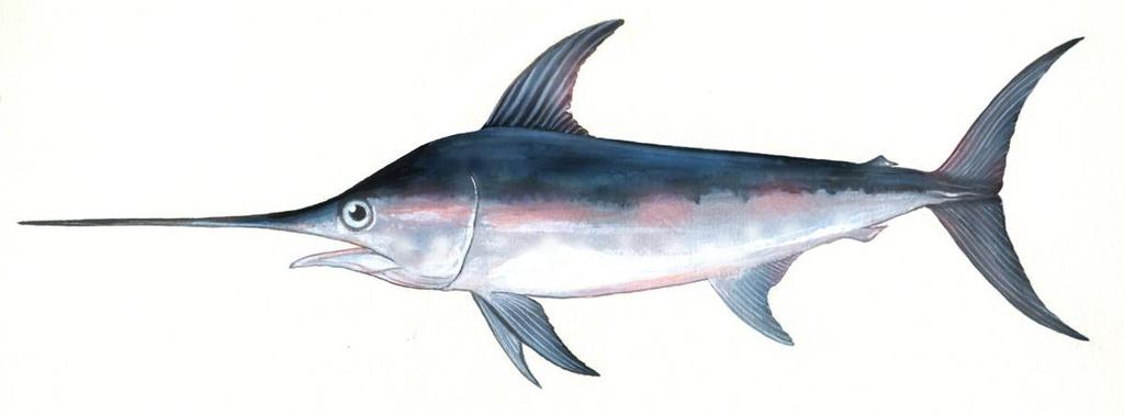 Rebuilding International Fisheries The Examples of Swordfish in the North and South Atlantic John D.