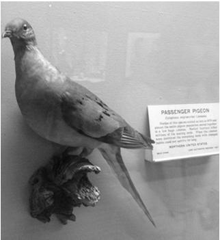 Passenger Pigeon How many extinct species can you name? In 19th century, the most numerous bird on the planet. (More than one billion in the U.S. ) Fly at speeds > 60 MPH.