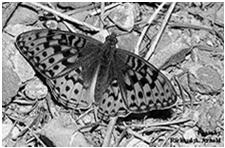 Oregon silverspot butterfly Habitat: salt-spray meadows or
