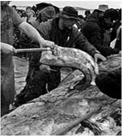 Makah Treaty of 1855 Hunted Gray whales for 2000 y 1920s: hunting ceased 1995: Gray whale removed from ESL 1998: Makah granted permission to