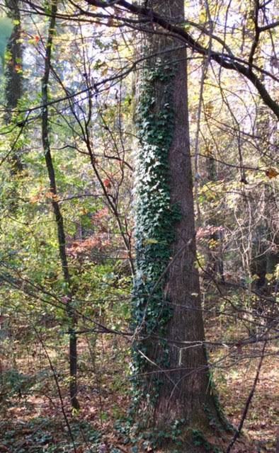 VINES AND KUDZU Trees are beautiful. - Vines kill trees. - Kill the vines to save the trees. - Cut a 3-foot wide section of the vines.
