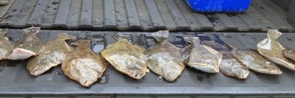 shrimp in bayous and docks with mud bottom. for every pigfish you catch you have to wade through catching 50 pinfish. Speckled Trout Trout are here year round with several distinct seasons.
